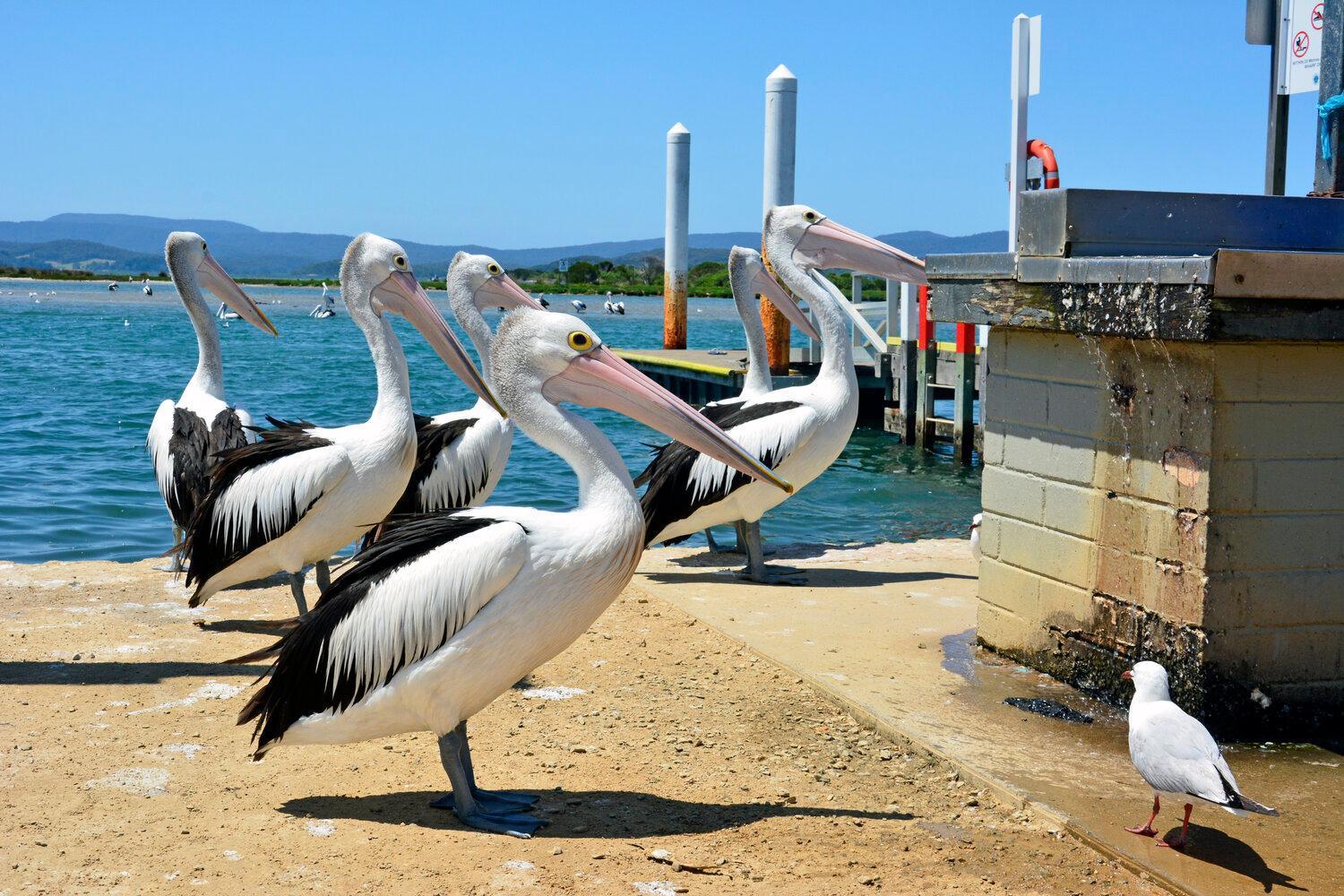 Mallacoota Hotel Motel Eksteriør bilde